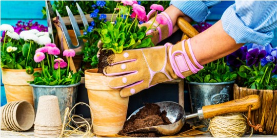 Cuidado de plantas en primavera