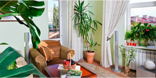 Las mejores plantas de interior