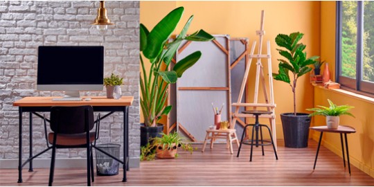 Plantas decorativas