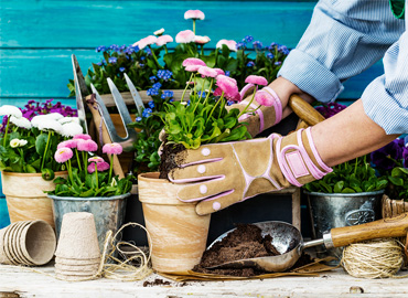 Cuidado de las plantas