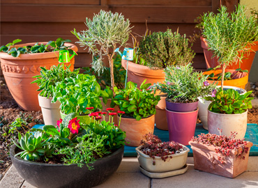 Cuidado de plantas en primavera