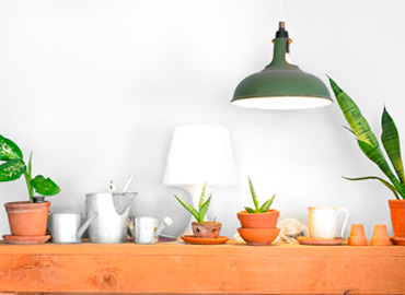 Plantas de Interior