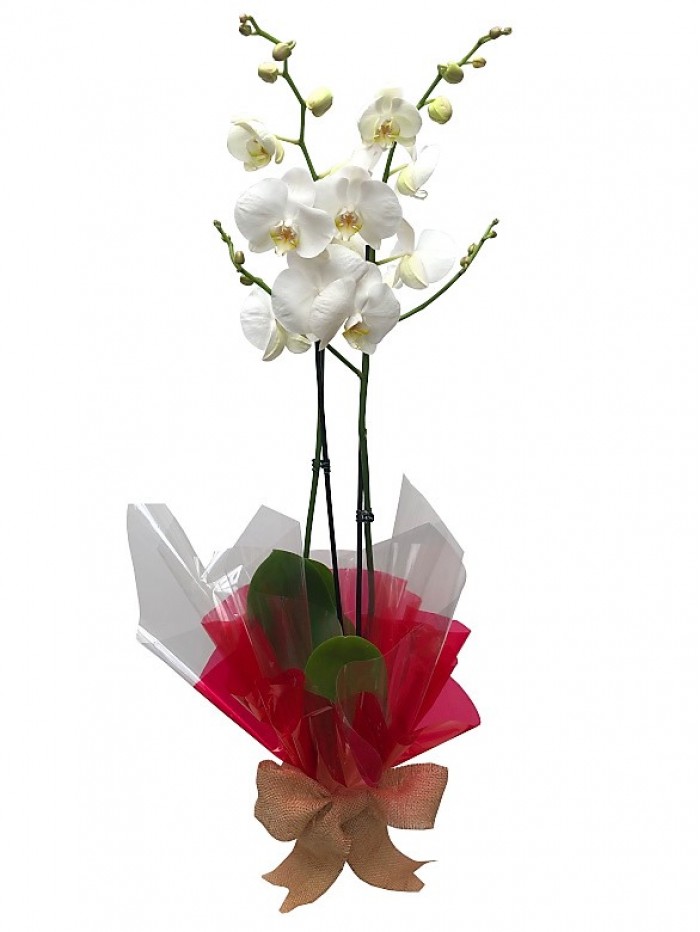 1 Orquidea blanca decorada