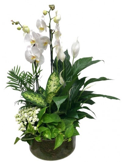 centro de orquideas blancas plantas variadas