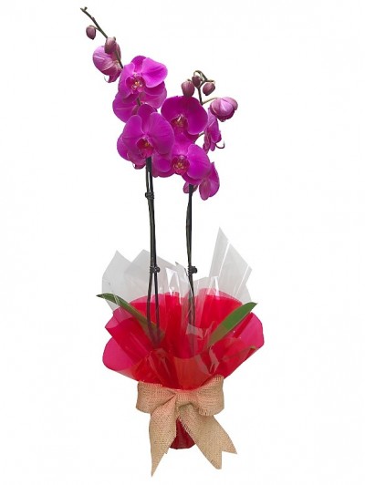 1 Orquidea morada San Valentin