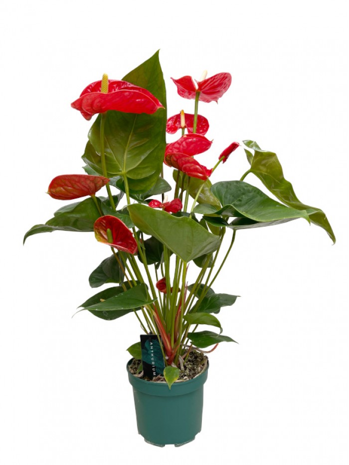 Anthurium rojo en maceta