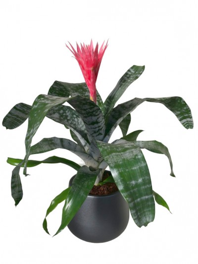Aechmea Fasciata Maceta gris