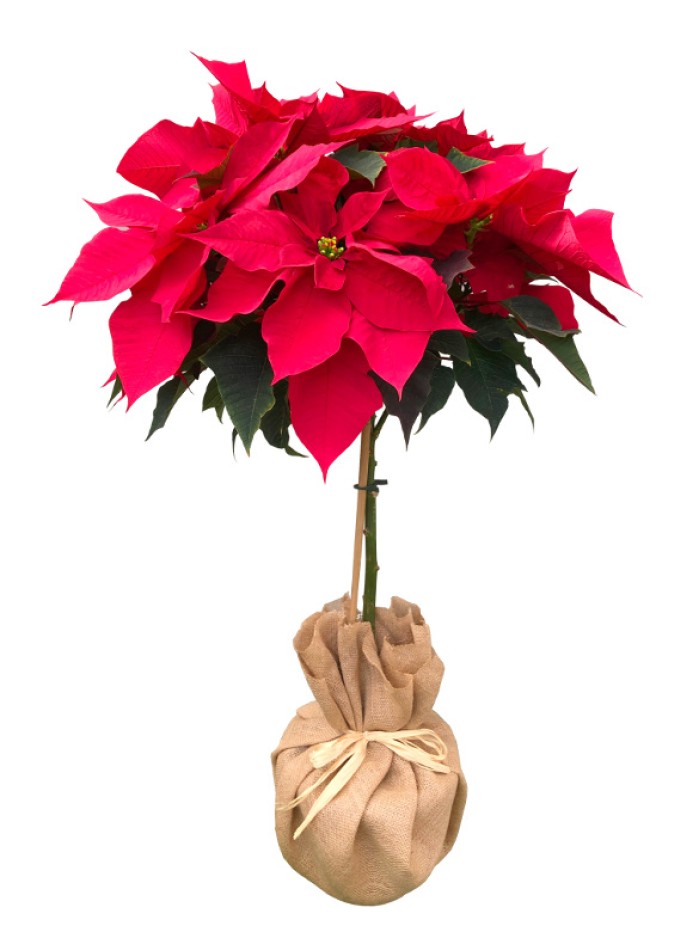 Poinsettia Arbol 