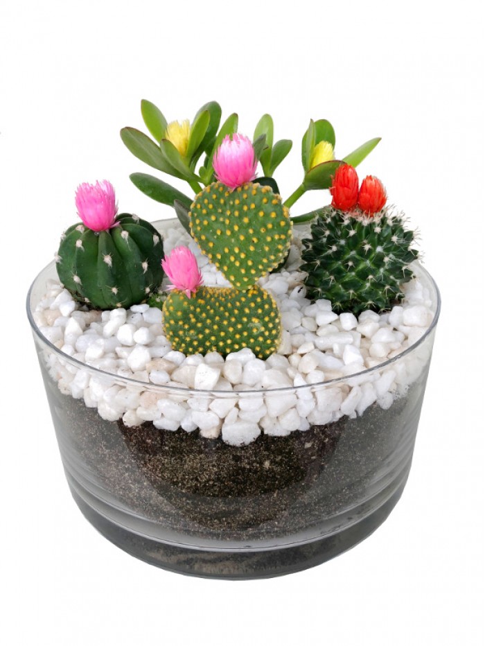 Centro de cuatro cactus flor