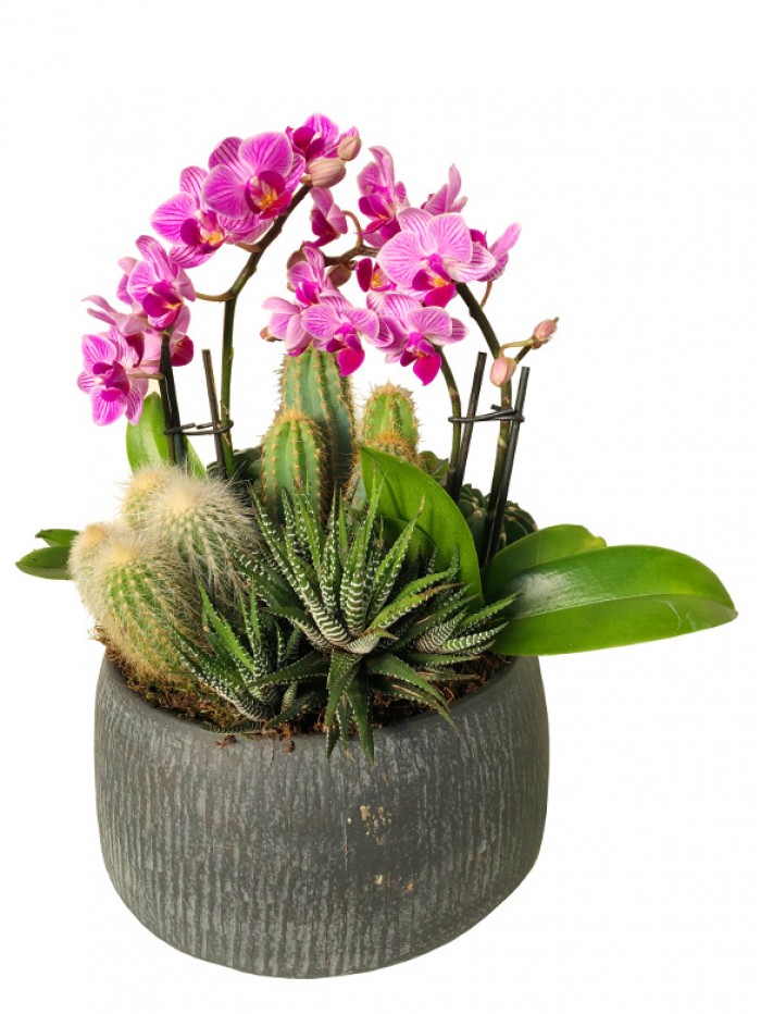 Centro de cactus mini orquideas