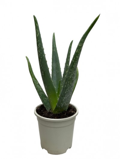 Aloe vera M13