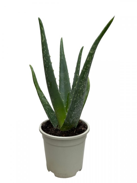 Aloe vera M13