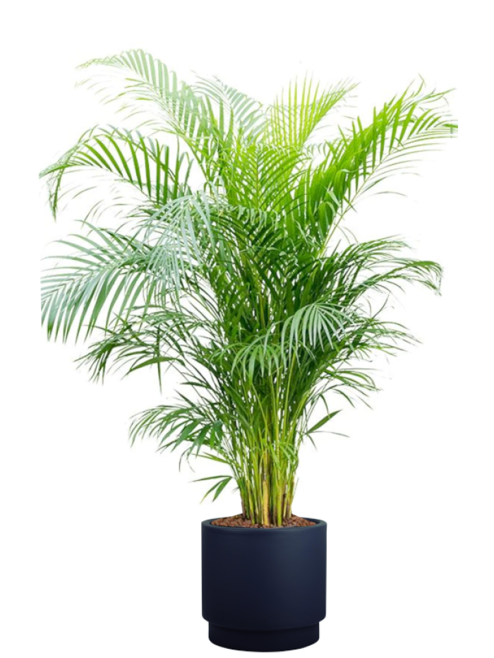 Areca en maceta de autorriego antracita