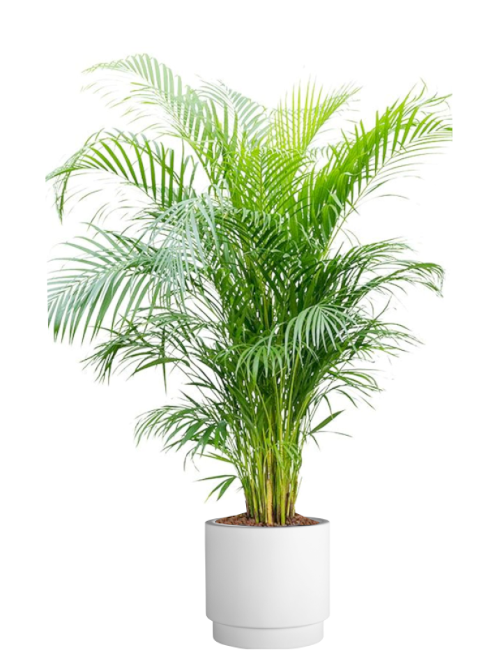 Areca en maceta de autorriego blanco