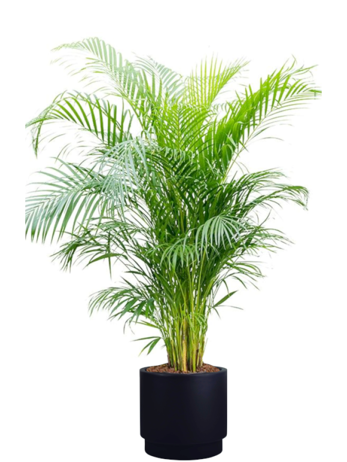 Areca en maceta de autorriego negro