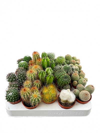 Bandeja de 20 cactus M5