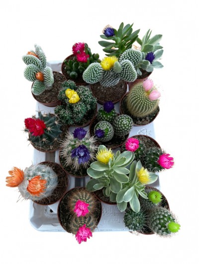 Bandeja de 14 cactus flor 