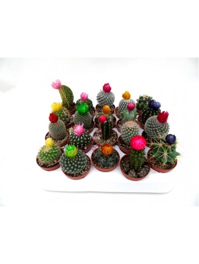 Bandeja de 20 cactus flor
