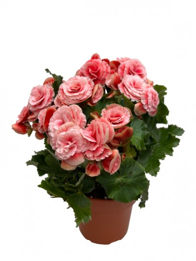 Begonia rosa M14