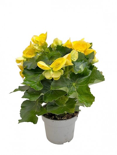 Begonia amarilla M14