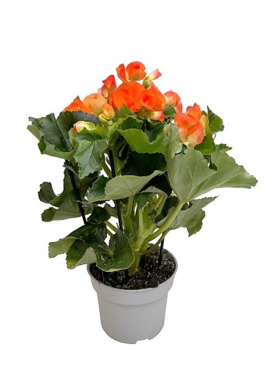 Begonia naranja M14