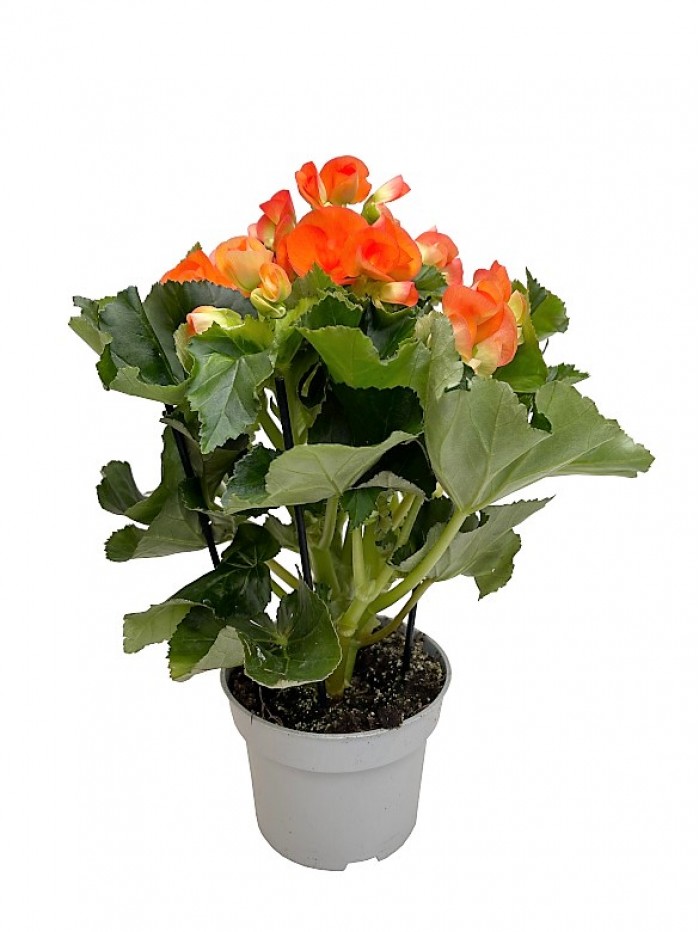 Begonia naranja en maceta