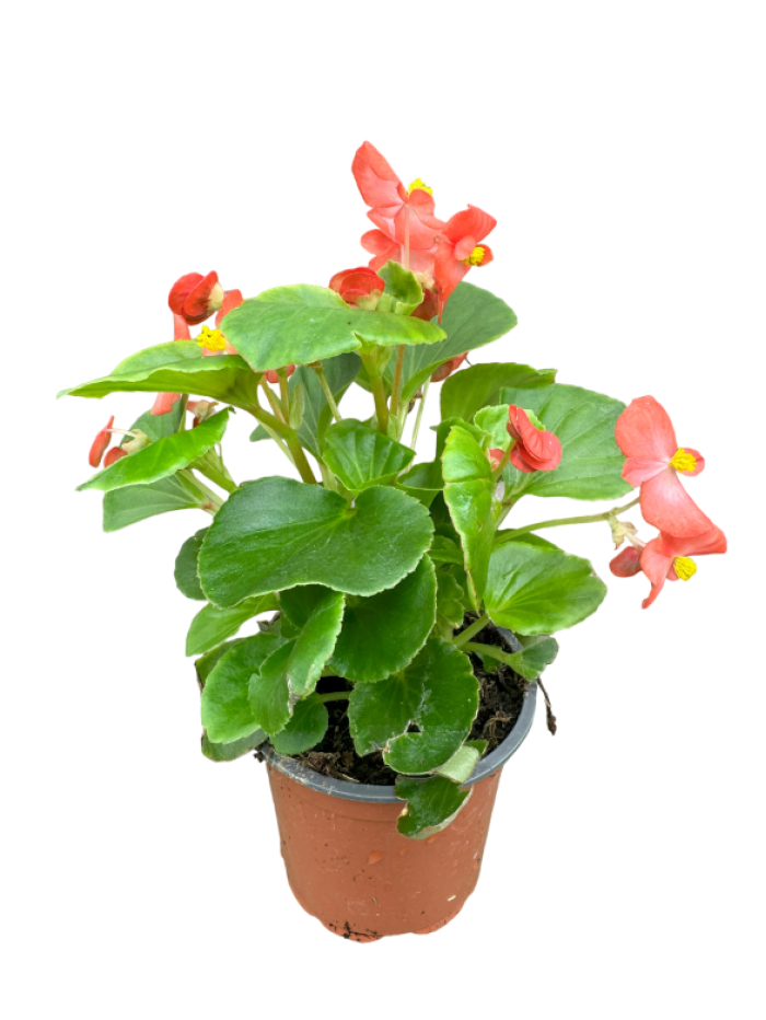 Begonia sempreflorens roja M11