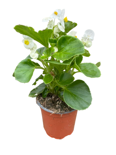 Begonia sempreflorens blanca M11