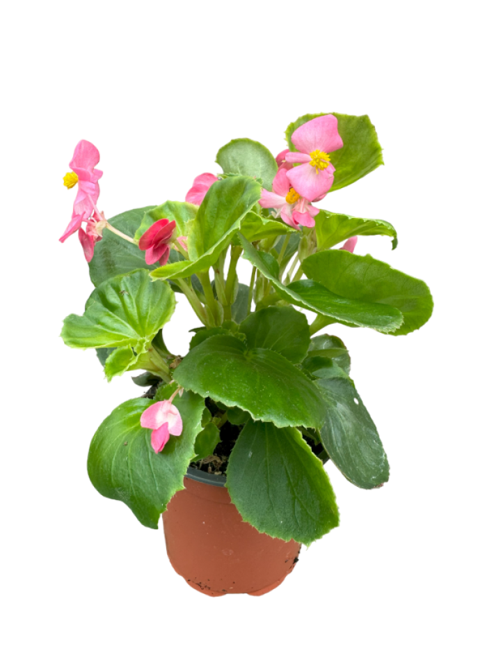 Begonia sempreflorens rosa M11