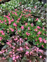 Begonia sempreflorens blanca M11