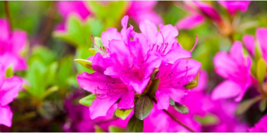 La belleza de las Azaleas
