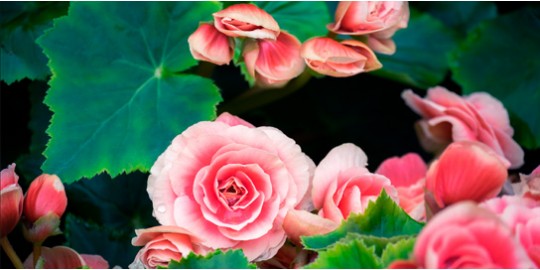 Mantenimiento y Cuidado de las Begonias