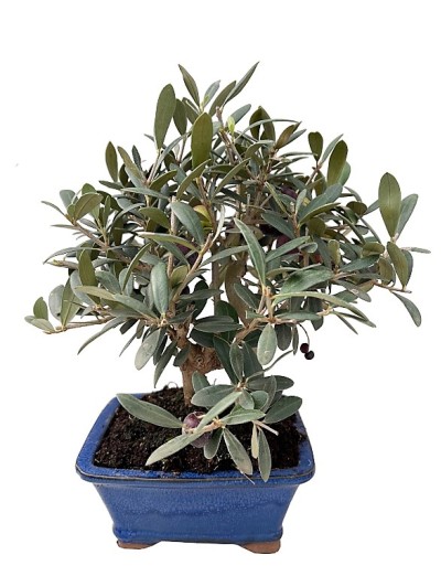 Bonsai Olivo