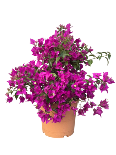 Bougainvillea M30