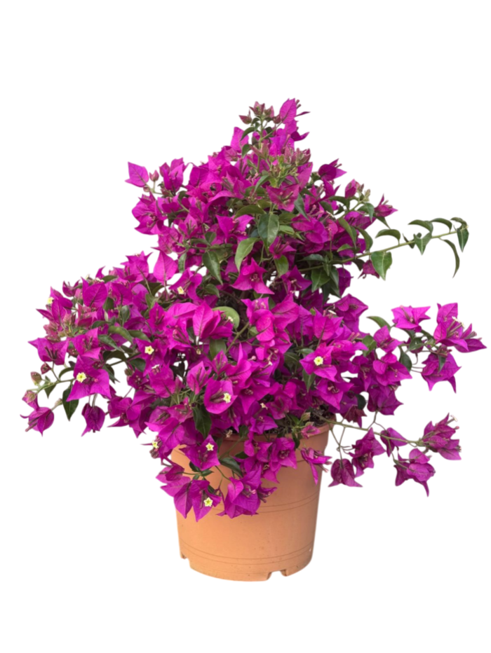 Bougainvillea M30