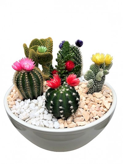 Centro de cactus fror ceramica
