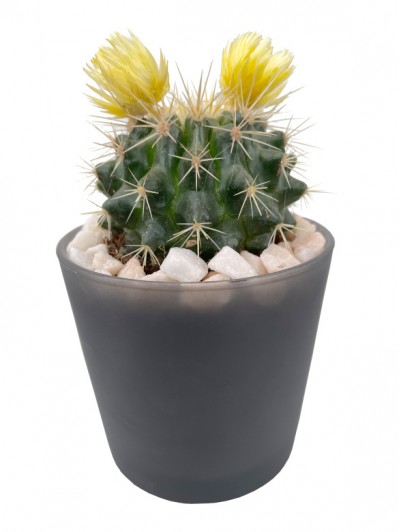 Cactus flor en cristal gris