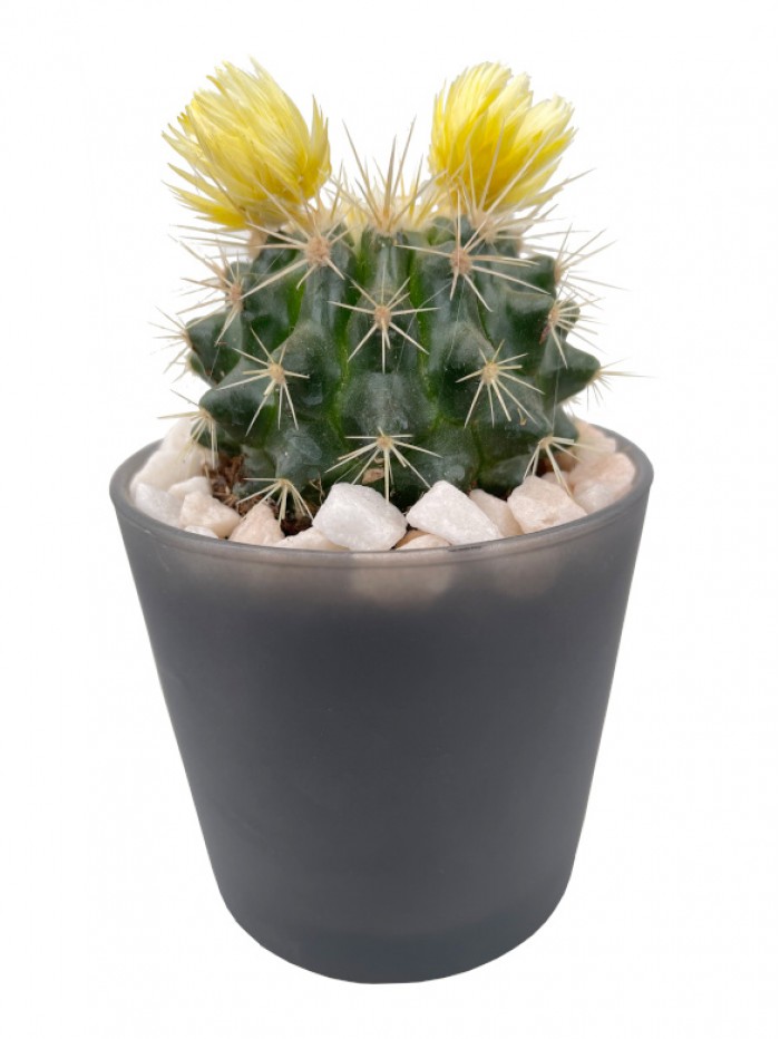 Cactus flor en cristal gris