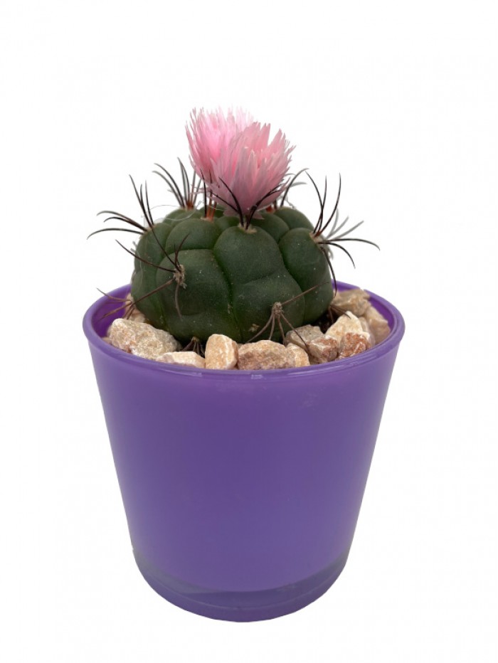 Cactus flor en cristal morado
