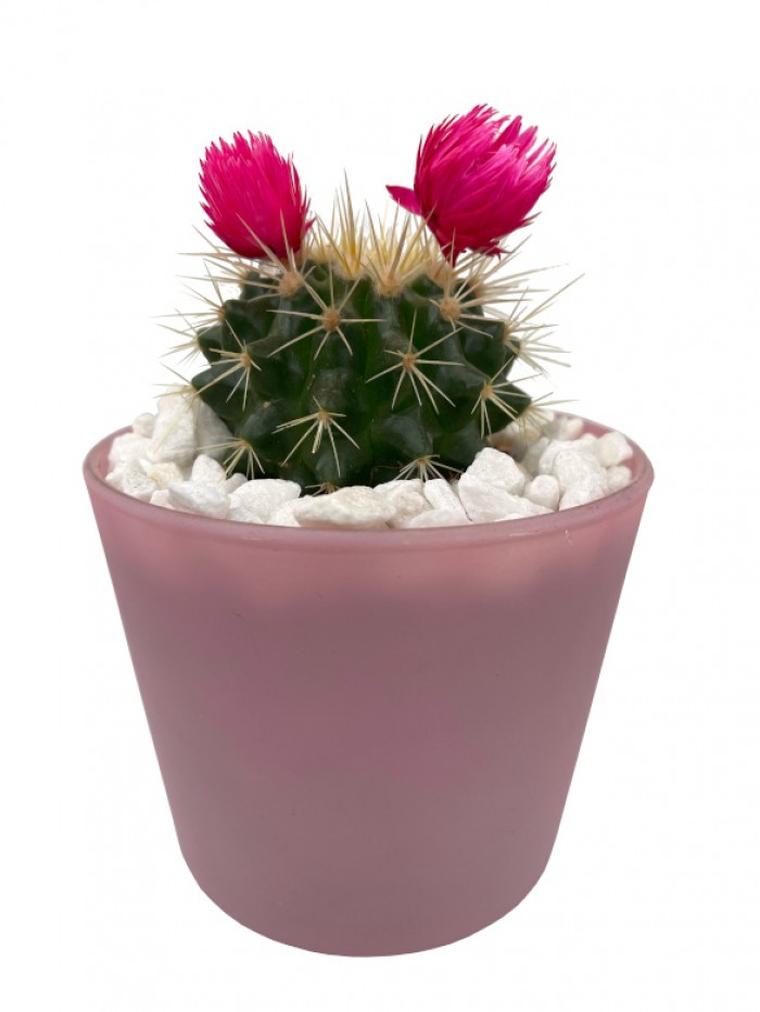 Cactus flor en cristal rosa