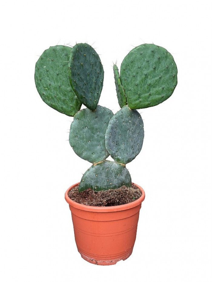 Cactus chumbera