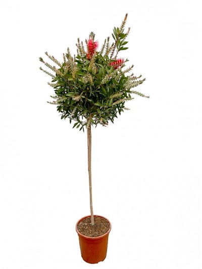 Callistemon  Árbol