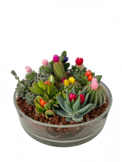 Centro de  cactus  flor en cristal redondo
