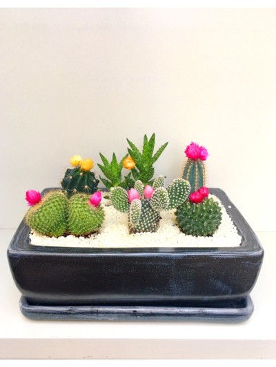 Centro de cinco cactus flor en ceramica