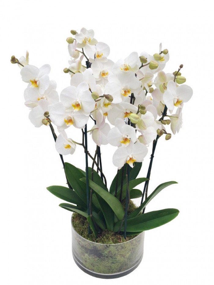 Centro de cuatro orquideas blancas en cristal