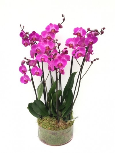 centro de 4 orquideas moradas