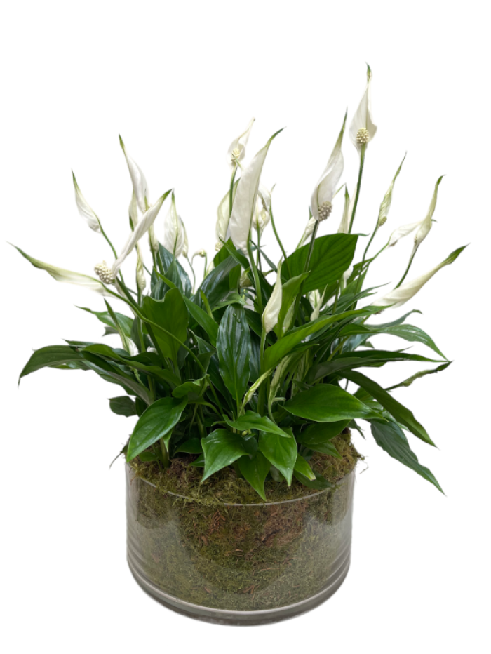 Centro de Spathiphyllum 