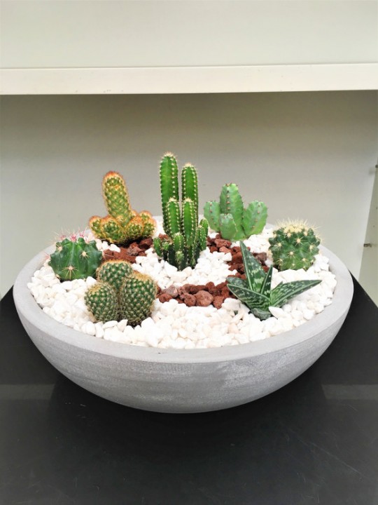 Centro grande de cactus