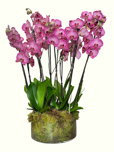 Centro de 5 orquideas moradas