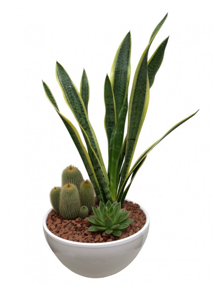Sanseviera con cactus ceramica blanca 
